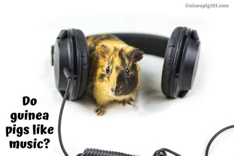 do guinea pigs like music in a way that makes them feel safe and secure